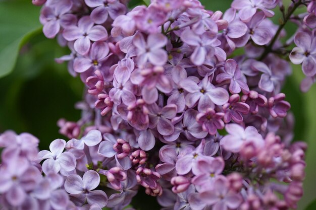 Vue rapprochée des fleurs roses qui fleurissent à l'extérieur