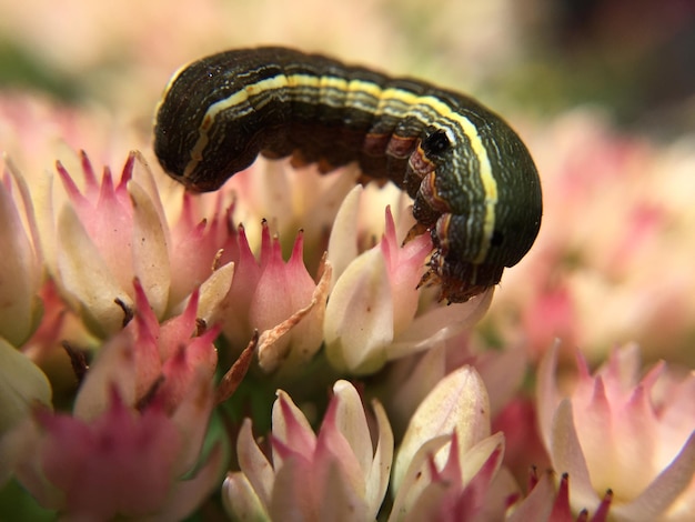 Vue rapprochée des fleurs roses qui poussent à l'extérieur