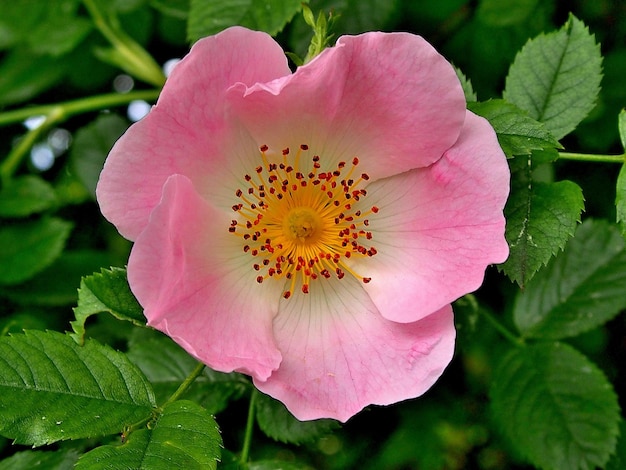 Photo vue rapprochée des fleurs roses