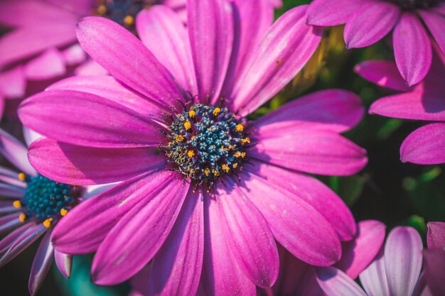 Vue rapprochée des fleurs roses