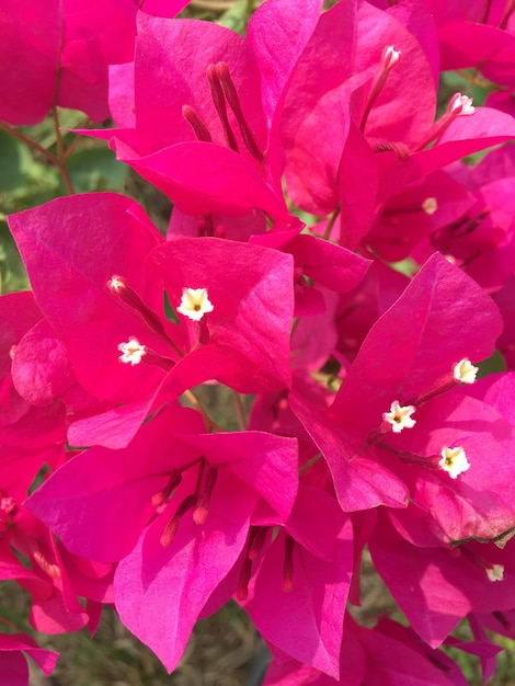 Photo vue rapprochée des fleurs roses