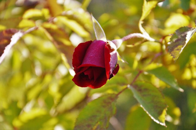 Vue rapprochée des fleurs roses