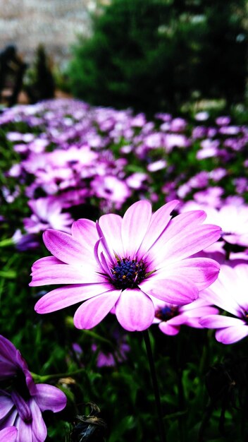 Vue rapprochée des fleurs roses