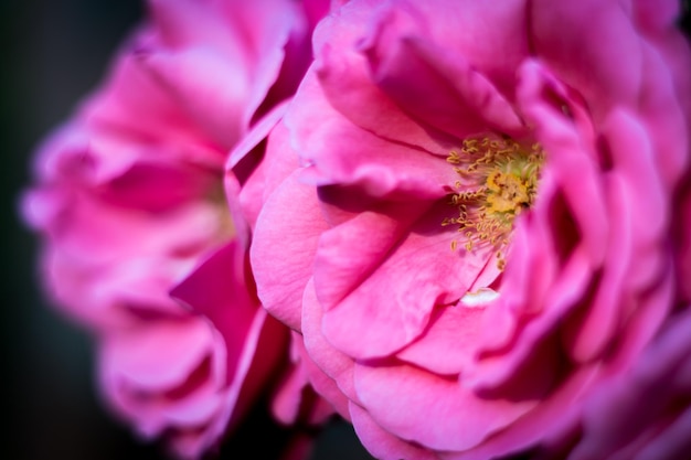 Photo vue rapprochée des fleurs roses