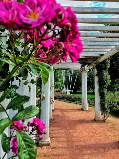 Photo vue rapprochée des fleurs roses