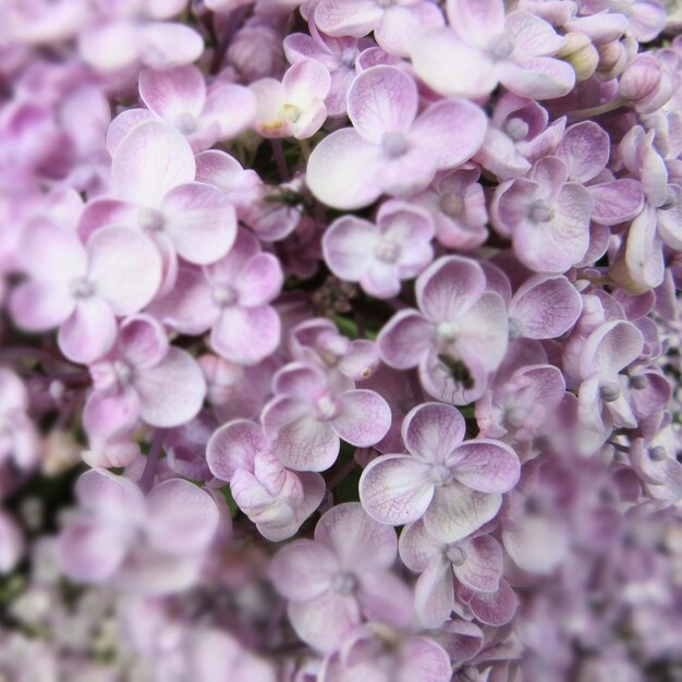 Photo vue rapprochée des fleurs roses