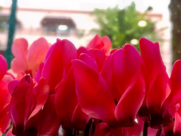 Photo vue rapprochée des fleurs roses