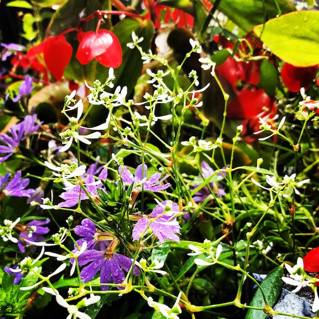 Photo vue rapprochée des fleurs roses