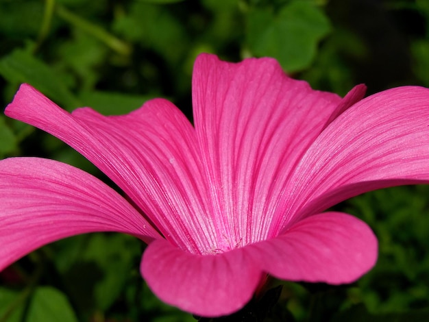 Vue rapprochée des fleurs roses