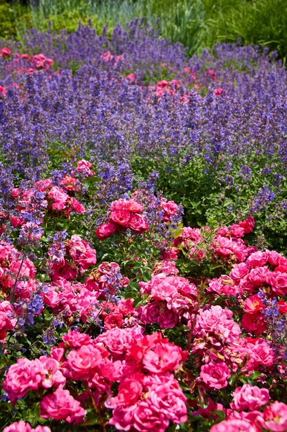 Photo vue rapprochée des fleurs roses