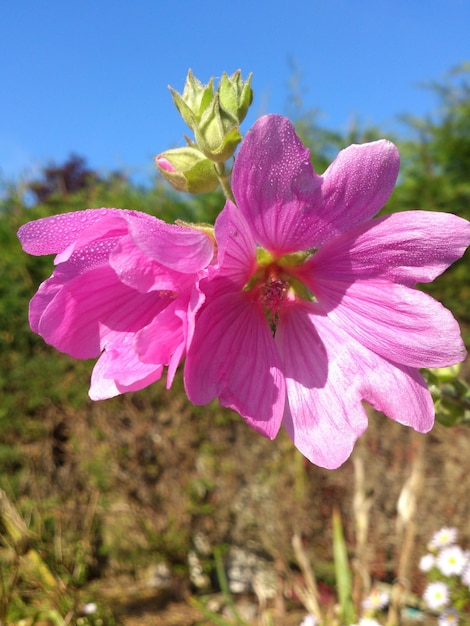 Vue rapprochée des fleurs roses