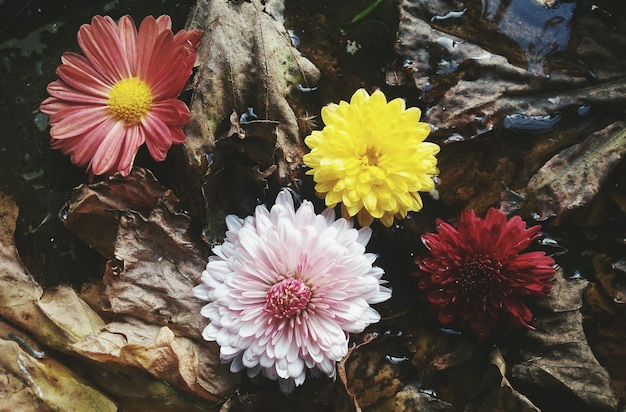 Vue rapprochée des fleurs roses