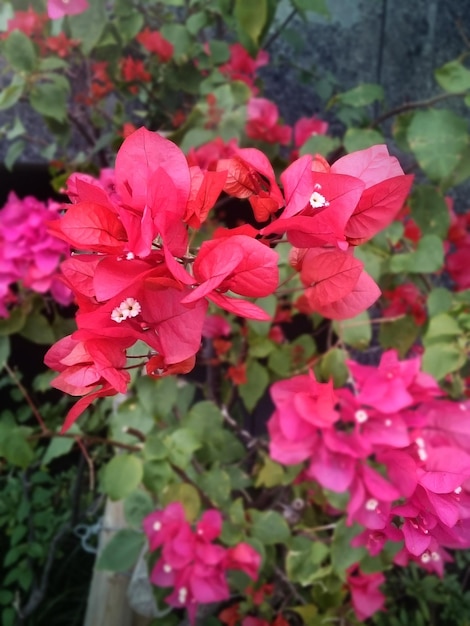 Photo vue rapprochée des fleurs roses