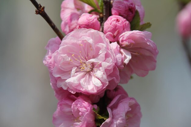 Vue rapprochée des fleurs roses