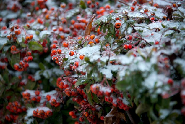 Photo vue rapprochée des fleurs rouges sur la neige