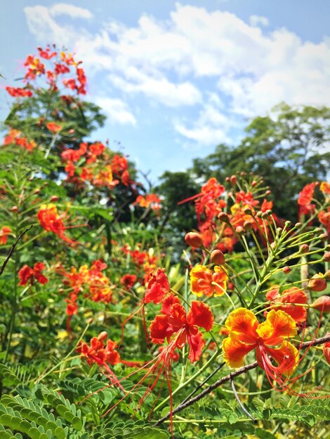 Photo vue rapprochée des fleurs rouges qui fleurissent dans le parc