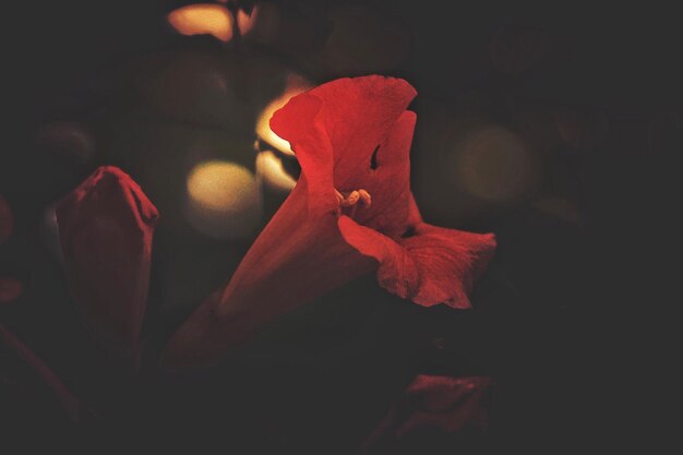 Photo vue rapprochée des fleurs rouges