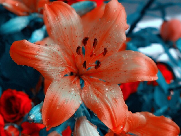 Photo vue rapprochée des fleurs rouges