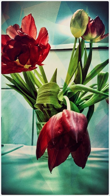 Vue rapprochée des fleurs rouges