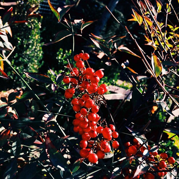 Photo vue rapprochée des fleurs rouges