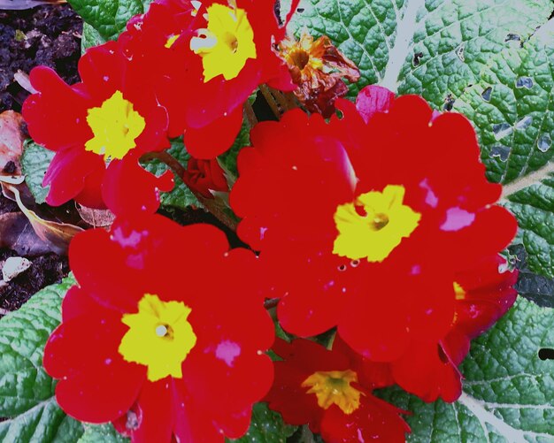 Photo vue rapprochée des fleurs rouges