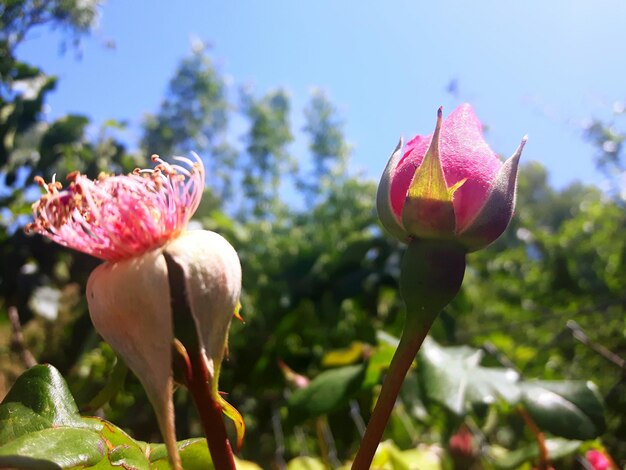 Vue rapprochée des fleurs rouges