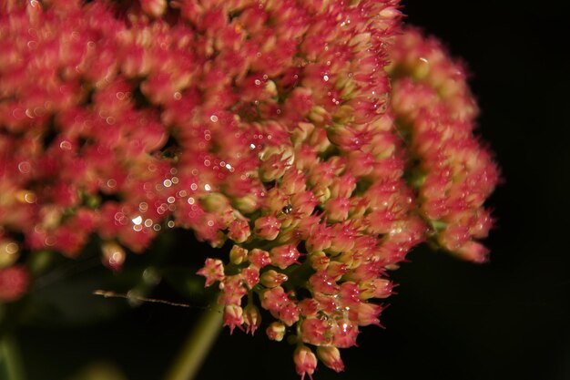 Vue rapprochée des fleurs rouges