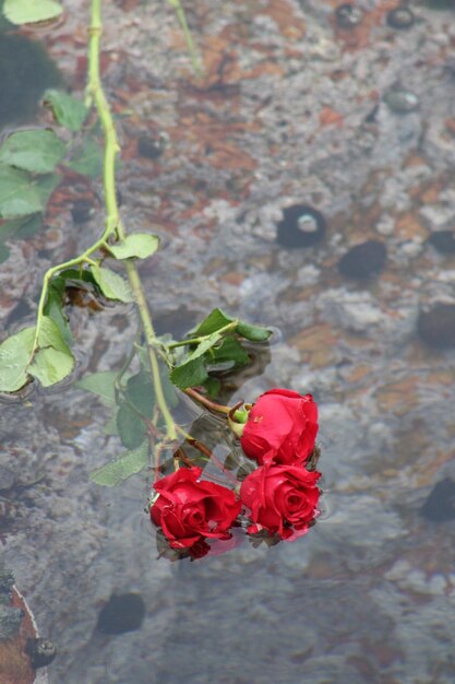 Photo vue rapprochée des fleurs rouges