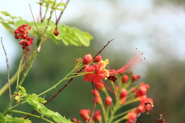 Vue rapprochée des fleurs rouges