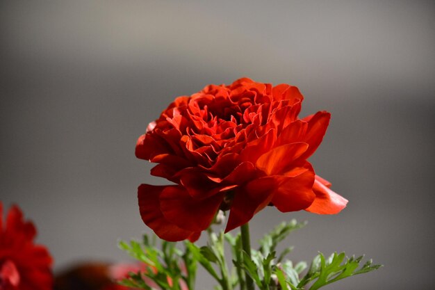 Vue rapprochée des fleurs rouges