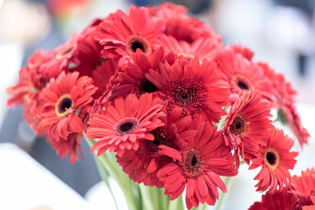 Photo vue rapprochée des fleurs rouges