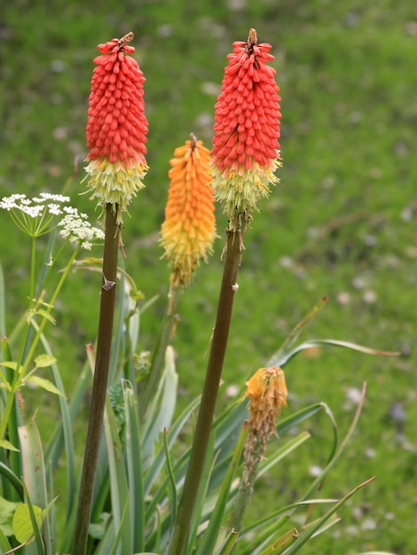 Photo vue rapprochée des fleurs rouges