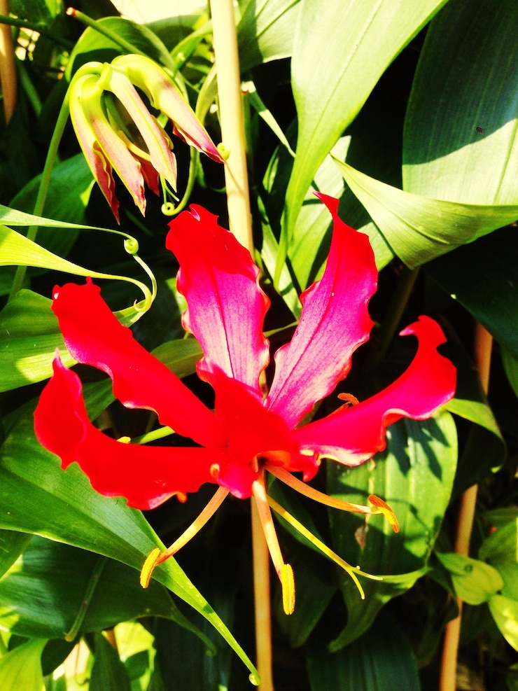 Photo vue rapprochée des fleurs rouges