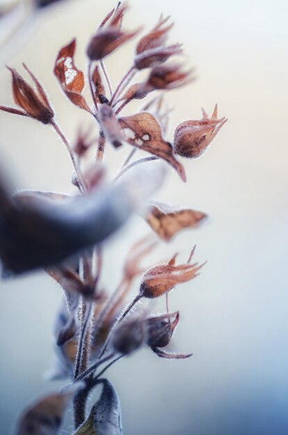 Photo vue rapprochée des fleurs sèches