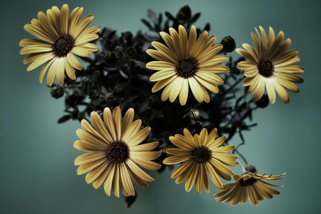 Vue rapprochée des fleurs de susan aux yeux noirs jaunes fraîches