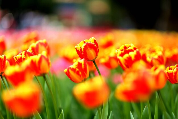 Vue rapprochée des fleurs de tulipes jaunes sur le champ
