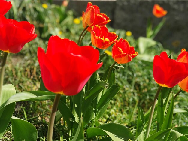 Vue rapprochée des fleurs de tulipes rouges