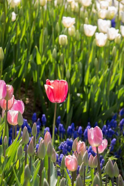 Vue rapprochée des fleurs de tulipes violettes sur le champ