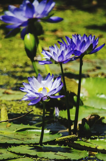 Photo vue rapprochée des fleurs violettes dans l'étang