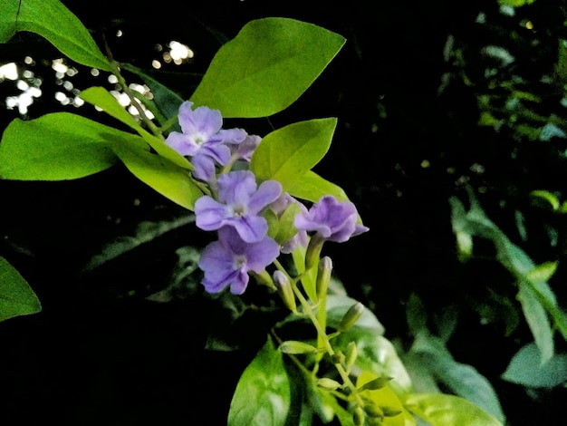 Vue rapprochée des fleurs violettes fraîches qui fleurissent à l'extérieur