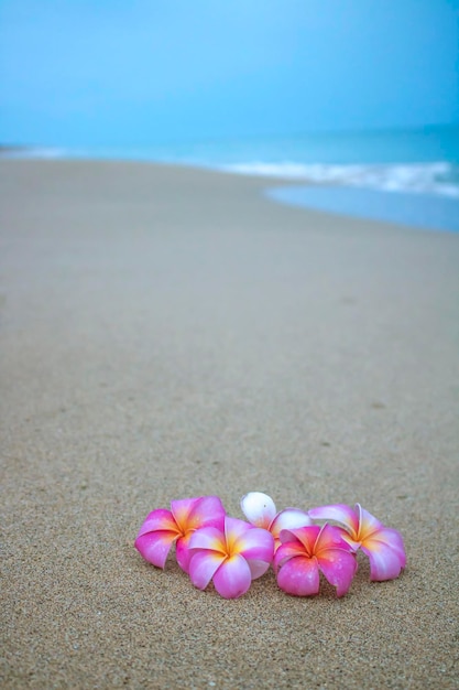 Vue rapprochée des fleurs violettes sur la plage