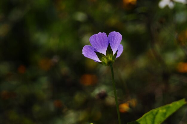 Vue rapprochée des fleurs violettes en pleine floraison