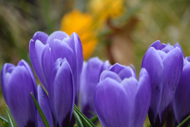 Photo vue rapprochée des fleurs violettes en pleine floraison