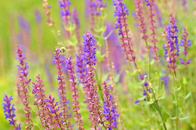 Vue rapprochée des fleurs violettes qui fleurissent dans le champ