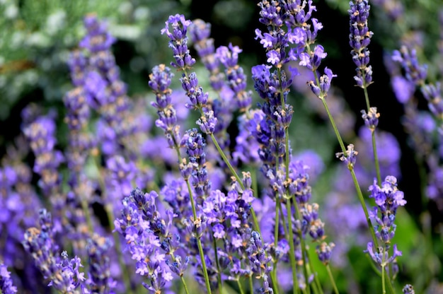 Vue rapprochée des fleurs violettes qui fleurissent à l'extérieur