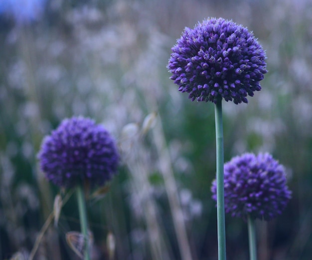 Vue rapprochée des fleurs violettes qui fleurissent à l'extérieur