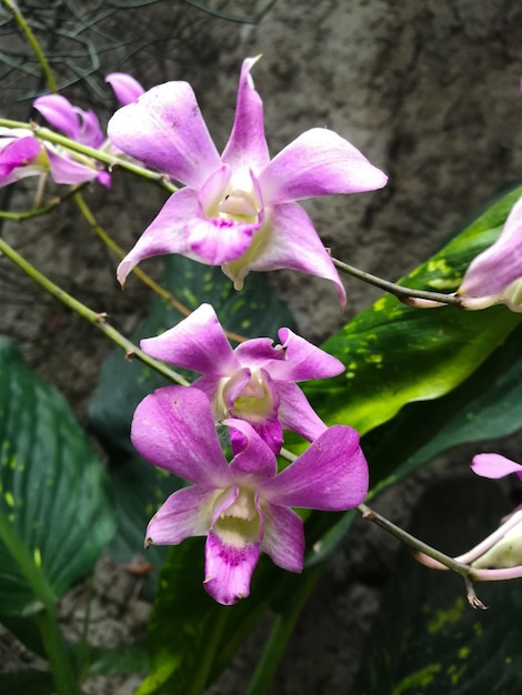 Vue rapprochée des fleurs violettes qui fleurissent à l'extérieur