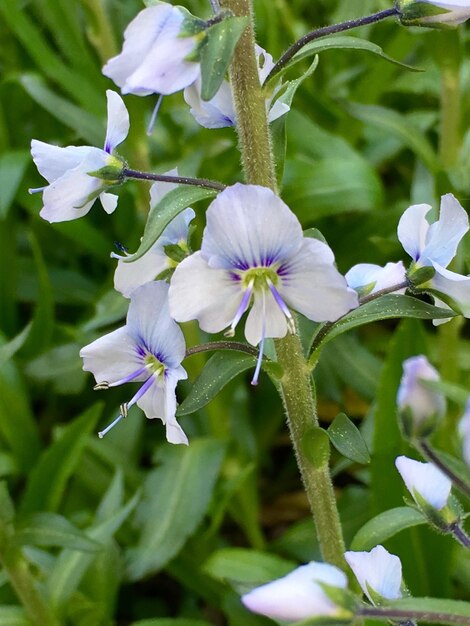 Vue rapprochée des fleurs violettes qui fleurissent à l'extérieur