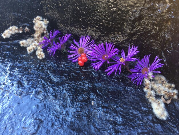 Photo vue rapprochée des fleurs violettes sur le rocher