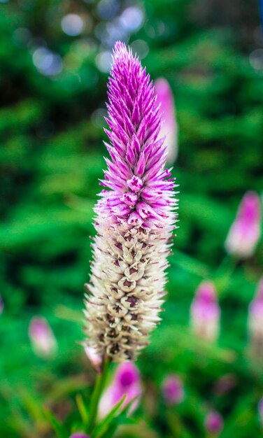 Photo vue rapprochée des fleurs violettes